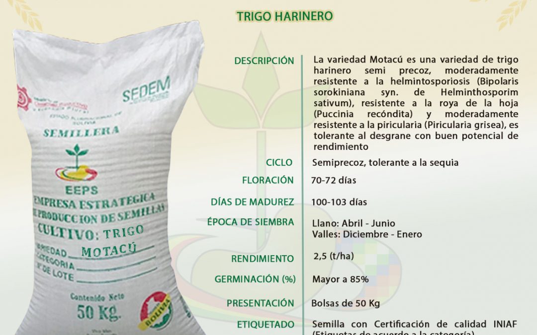 VARIEDAD: MOTACÚ