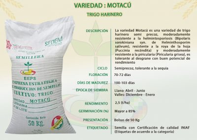 VARIEDAD: MOTACÚ