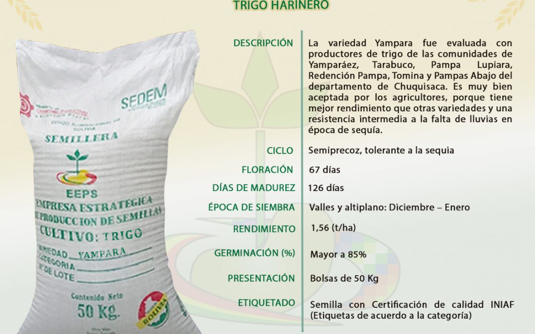 VARIEDAD: YAMPARA